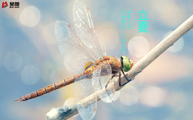立夏啦！立夏啦！